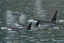 Orca (Orcinus orca) trio spouting, southeast Alaska
