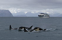 Orca (Orcinus orca) pod in front of an ocean liner, southeast Alaska