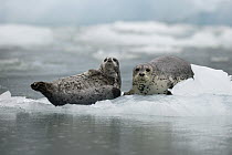 Harbor Seal (Phoca vitulina) pair resting on ice floe, southeast Alaska