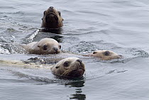 Steller's Sea Lion (Eumetopias jubatus) group of four swimming, Alaska