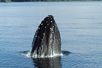 Humpback Whale (Megaptera novaeangliae) spyhopping showing bumps called tubercles, vulnerable, southeast Alaska