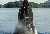 Humpback Whale (Megaptera novaeangliae) spyhopping showing bumps called tubercles, vulnerable, southeast Alaska
