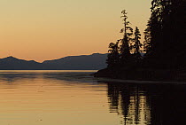 Calm bay at sunset surrounded by boreal forest, southeast Alaska