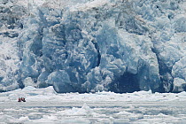 Tourists in inflatable boat observing glacier and bergy bits, southeast Alaska