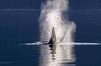 Orca (Orcinus orca) pair spouting, southeast Alaska