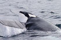 Orca (Orcinus orca) surfacing, southeast Alaska