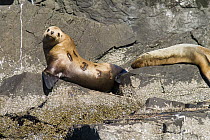 Steller's Sea Lion (Eumetopias jubatus) pair hauled out with one showing research brands, southeast Alaska