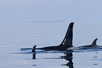 Orca (Orcinus orca) pod with calf surfacing, southeast Alaska
