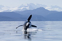 Orca (Orcinus orca) breaching, southeast Alaska