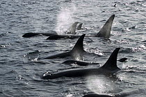 Orca (Orcinus orca) pod spouting, southeast Alaska