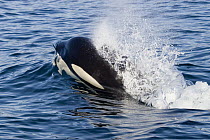 Orca (Orcinus orca) breathing as it breaks the water surface, southeast Alaska
