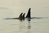 Orca (Orcinus orca) pod surfacing, southeast Alaska