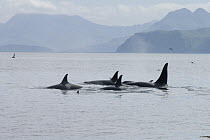 Orca (Orcinus orca) pod surfacing, southeast Alaska