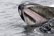 Humpback Whale (Megaptera novaeangliae) feeding showing baleen plates, vulnerable, southeast Alaska
