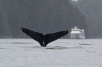 Humpback Whale (Megaptera novaeangliae) tail in front of cruise ship, vulnerable, southeast Alaska