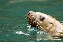 Steller's Sea Lion (Eumetopias jubatus) individual swimming, Alaska