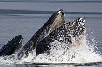 Humpback Whale (Megaptera novaeangliae) pod cooperative feeding, vulnerable, southeast Alaska