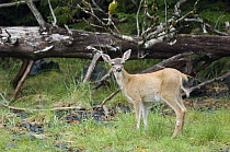 White-tailed Deer (Odocoileus virginianus) doe at forest edge, southeast Alaska