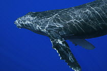Humpback Whale (Megaptera novaeangliae), Humpback Whale National Marine Sanctuary, Maui, Hawaii - notice must accompany publication; photo obtained under NMFS permit 0753-1599