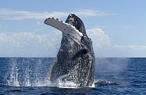 Humpback Whale (Megaptera novaeangliae) breaching, Humpback Whale National Marine Sanctuary, Maui, Hawaii - notice must accompany publication; photo obtained under NMFS permit 0753-1599