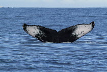 Humpback Whale (Megaptera novaeangliae) tail, Humpback Whale National Marine Sanctuary, Maui, Hawaii - notice must accompany publication; photo obtained under NMFS permit 0753-1599