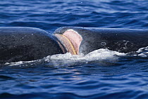 Humpback Whale (Megaptera novaeangliae) entangling fishing gear cutting into back, Humpback Whale National Marine Sanctuary, Maui, Hawaii - notice must accompany publication; photo obtained under NMFS...