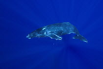 Humpback Whale (Megaptera novaeangliae) singing, Humpback Whale National Marine Sanctuary, Maui, Hawaii - notice must accompany publication; photo obtained under NMFS permit 0753-1599