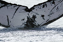 Humpback Whale (Megaptera novaeangliae) tail, Humpback Whale National Marine Sanctuary, Maui, Hawaii - notice must accompany publication; photo obtained under NMFS permit 0753-1599