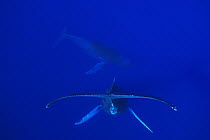 Humpback Whale (Megaptera novaeangliae) primary escort (top) courting female (below) Humpback Whale National Marine Sanctuary, Maui, Hawaii - notice must accompany publication; photo obtained under NM...