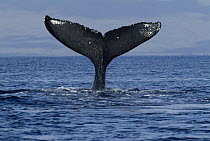 Humpback Whale (Megaptera novaeangliae) tail lob, Humpback Whale National Marine Sanctuary, Maui, Hawaii - notice must accompany publication; photo obtained under NMFS permit 0753-1599