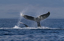 Humpback Whale (Megaptera novaeangliae) tails, Humpback Whale National Marine Sanctuary, Hawaii - notice must accompany publication; photo obtained under NMFS permit 0753-1599