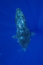 Humpback Whale (Megaptera novaeangliae) floating underwater, top view, Humpback Whale National Marine Sanctuary, Maui, Hawaii - notice must accompany publication; photo obtained under NMFS permit 0753...