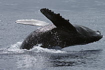 Humpback Whale (Megaptera novaeangliae) breaching, Humpback Whale National Marine Sanctuary, Maui, Hawaii - notice must accompany publication; photo obtained under NMFS permit 0753-1599