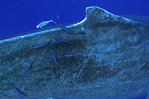 Scavenger fish feeding on Humpback Whale (Megaptera novaeangliae) parasites, Humpback Whale National Marine Sanctuary, Maui, Hawaii - notice must accompany publication; photo obtained under NMFS permi...