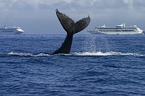 Humpback Whale (Megaptera novaeangliae) tail lobbing near cruise ships, Humpback Whale National Marine Sanctuary, Maui, Hawaii - notice must accompany publication; photo obtained under NMFS permit 075...