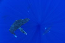 Humpback Whale (Megaptera novaeangliae) primary male escort, winner of the chase, stopped with female and other contenders in distance, Humpback Whale National Marine Sanctuary, Hawaii - notice must a...
