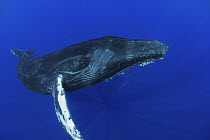 Humpback Whale (Megaptera novaeangliae), Humpback Whale National Marine Sanctuary, Maui, Hawaii - notice must accompany publication; photo obtained under NMFS permit 0753-1599