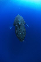 Humpback Whale (Megaptera novaeangliae) breatholding female, Humpback Whale National Marine Sanctuary, Hawaii - notice must accompany publication; photo obtained under NMFS permit 0753-1599