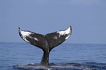 Humpback Whale (Megaptera novaeangliae) tail, Humpback Whale National Marine Sanctuary, Hawaii - notice must accompany publication; photo obtained under NMFS permit 0753-1599
