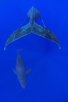 Humpback Whale (Megaptera novaeangliae) breathholding male and female, Humpback Whale National Marine Sanctuary, Maui, Hawaii - notice must accompany publication; photo obtained under NMFS permit 0753...