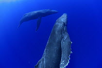 Humpback Whale (Megaptera novaeangliae) breathholding pair, Humpback Whale National Marine Sanctuary Maui, Hawaii - notice must accompany publication; photo obtained under NMFS permit 0753-1599