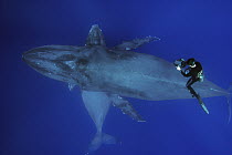 Humpback Whale (Megaptera novaeangliae) female with yearling below filmed by researcher Jason Sturgis, Humpback Whale National Marine Sanctuary, Maui, Hawaii - notice must accompany publication; photo...