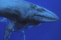 Humpback Whale (Megaptera novaeangliae) mother with yearling below, Humpback Whale National Marine Sanctuary, Maui, Hawaii - notice must accompany publication; photo obtained under NMFS permit 0753-15...