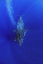 Humpback Whale (Megaptera novaeangliae) blubble-blowing yearling under mother, Humpback Whale National Marine Sanctuary, Hawaii - notice must accompany publication; photo obtained under NMFS permit 07...