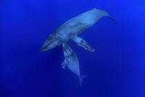 Humpback Whale (Megaptera novaeangliae) mother and yearling, Humpback Whale National Marine Sanctuary, Maui, Hawaii - notice must accompany publication; photo obtained under NMFS permit 0753-1599