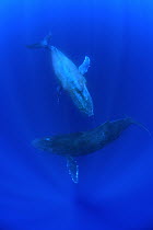 Humpback Whale (Megaptera novaeangliae) breathholding pair, Humpback Whale National Marine Sanctuary, Maui, Hawaii - notice must accompany publication; photo obtained under NMFS permit 0753-1599