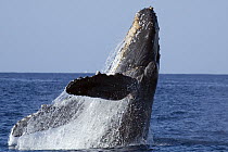 Humpback Whale (Megaptera novaeangliae) breaching, Humpback Whale National Marine Sanctuary, Hawaii - notice must accompany publication; photo obtained under NMFS permit 0753-1599