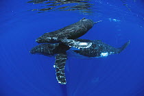 Humpback Whale (Megaptera novaeangliae) mother and yearling, Humpback Whale National Marine Sanctuary, Maui, Hawaii - notice must accompany publication; photo obtained under NMFS permit 0753-1599