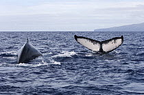 Humpback Whale (Megaptera novaeangliae) dorsal fin and tail, Humpback Whale National Marine Sanctuary, Maui, Hawaii - notice must accompany publication; photo obtained under NMFS permit 0753-1599