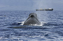 Humpback Whale (Megaptera novaeangliae) spouting near ship, Humpback Whale National Marine Sanctuary, Maui, Hawaii - notice must accompany publication; photo obtained under NMFS permit 0753-1599